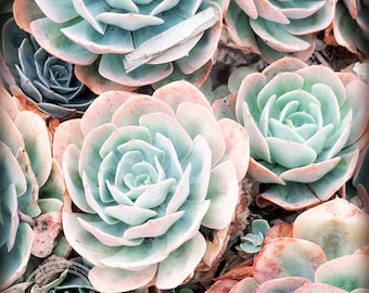 Succulent Plant Photo | Botanical Art | Mint Plant Print | Organic Flower Art | Blue Green Print | Southwest Nature | Coastal Morro Bay Art