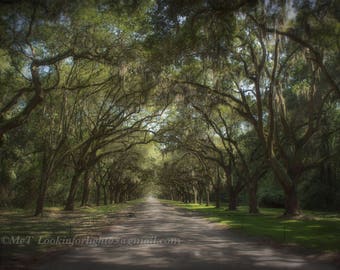 Avenue of the Oaks | Savannah Georgia Art | Tree Photography | Live Oak Tree Art | Spanish Moss | Enchanted Forest Art | Wormsloe Plantation
