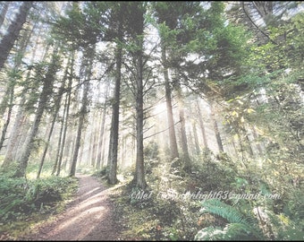 Forest Path Print | Forest Photo | Sunlight in Forest Art | In the Woods | Patrick's Point State Park | Woods Wall Decor | California Nature