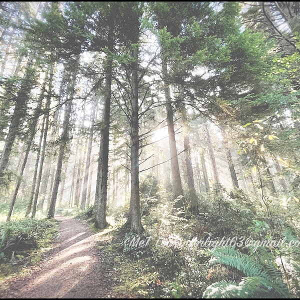 Forest Path Print | Forest Photo | Sunlight in Forest Art | In the Woods | Patrick's Point State Park | Woods Wall Decor | California Nature