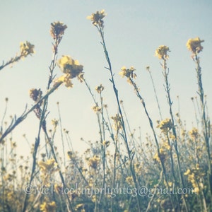 Wildflower Photo Yellow Blue Flower Wildflower Field Floral Photo Art Rise and Shine Sunshine Floral Art Digital Download Photo image 1