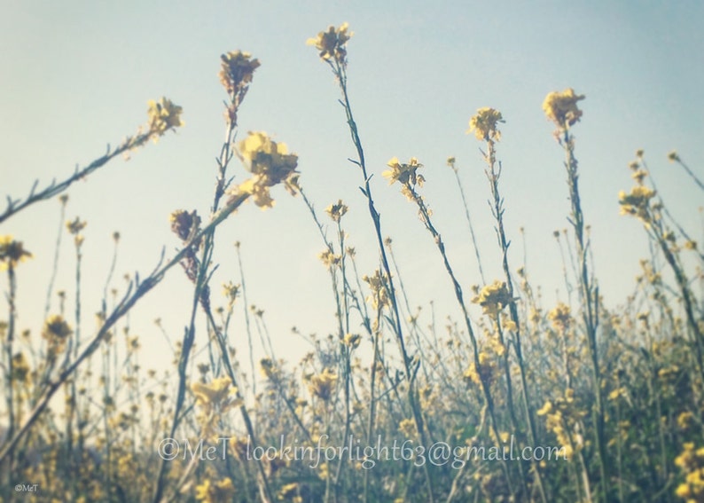 Wildflower Photo Yellow Blue Flower Wildflower Field Floral Photo Art Rise and Shine Sunshine Floral Art Digital Download Photo image 1