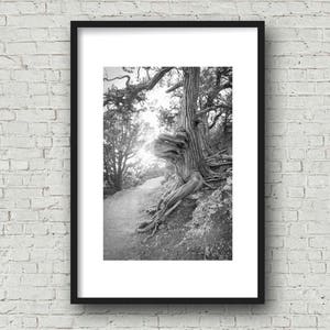 Sunshine & Tree Photo Grand Canyon Tree North Rim Grand Canyon Arizona Nature Photo Old Tree Photo Sunlit Path Photo Trail Photo image 5