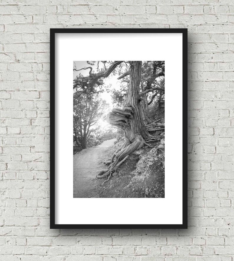 Sunshine & Tree Photo Grand Canyon Tree North Rim Grand Canyon Arizona Nature Photo Old Tree Photo Sunlit Path Photo Trail Photo image 5