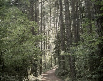 Green Forest Woodlands Photo | Oregon RainForest Path | Wanderlust Woods Photo Art | Forest Path Photo Art | Silver Falls State Park Oregon