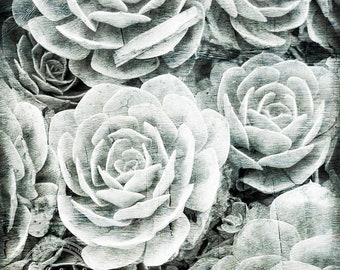 Succulent Plant Photo | Botanical Print | Vintage Plant | Organic Texture Art | Vintage Blue Green | Southwest Nature | Abstract Coastal Art