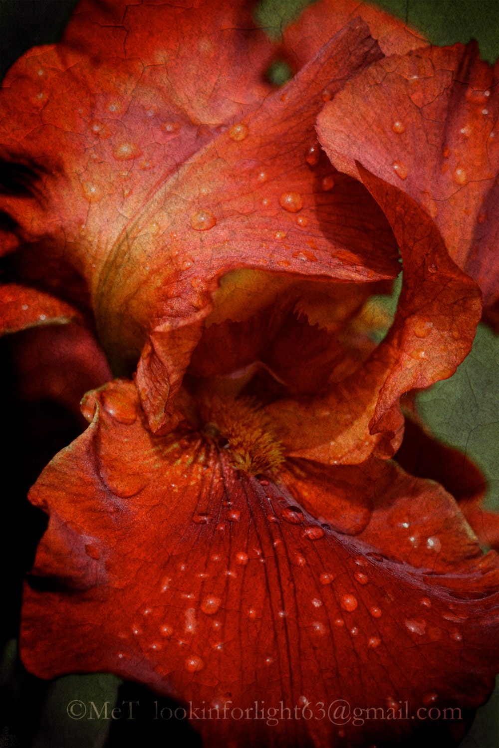 Abstract Flower Red Iris Photo Red Floral Abstract Photo Etsy