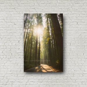 Redwood Tree Photo / Redwood Forest Art / Tree Sunshine Print / California Redwood Tree / Nature Large Wall Decor / Avenue of the Giants image 6