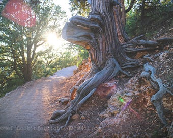 Sunshine & Tree Photo | Grand Canyon Tree | North Rim Grand Canyon | Arizona Nature Photo | Old Tree Photo | Sunlit Path Photo | Tree Print
