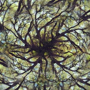 Mandala Baum Foto Live Oak Tree Art Surrealer Baum Fotomontage Kunst in limitierter Auflage Live Oak Tree Mandala Abstrakter Wald Druck Bild 5