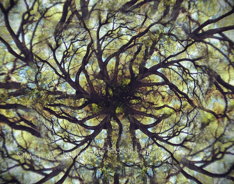 Mandala Baum Foto Live Oak Tree Art Surrealer Baum Fotomontage Kunst in limitierter Auflage Live Oak Tree Mandala Abstrakter Wald Druck Bild 5