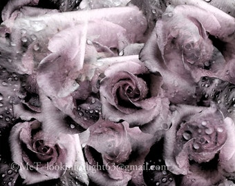 May include: A close-up of a bouquet of pink roses with water droplets on the petals. The roses are arranged in a cluster, with some petals overlapping. The background is a dark, blurred, and out-of-focus.