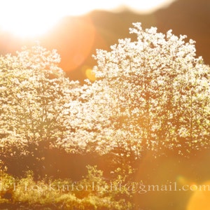 Sunlight & Trees Photo | Golden Sunshine Art |Tree Blossoms Print | Sun rays Trees | Sunshine in Woods | Forest SunLight | Julian California