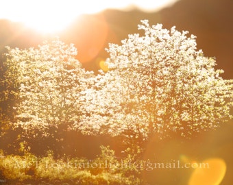 Sunlight & Trees Photo | Golden Sunshine Art |Tree Blossoms Print | Sun rays Trees | Sunshine in Woods | Forest SunLight | Julian California