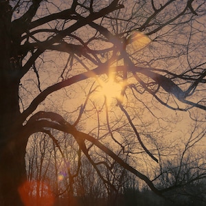 Abstract Tree Photo | Surreal Woodland Art | Tree Sunlight Print | Sunlight through a Tree Darkly | Moody winter tree | Winter Sunshine Art