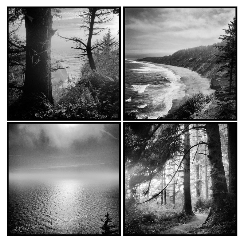 May include: A black and white photo collage of four images. The top left image shows a tall tree in a forest. The top right image shows a rocky coastline with waves crashing on the shore. The bottom left image shows a body of water with a cloudy sky. The bottom right image shows a path through a forest.