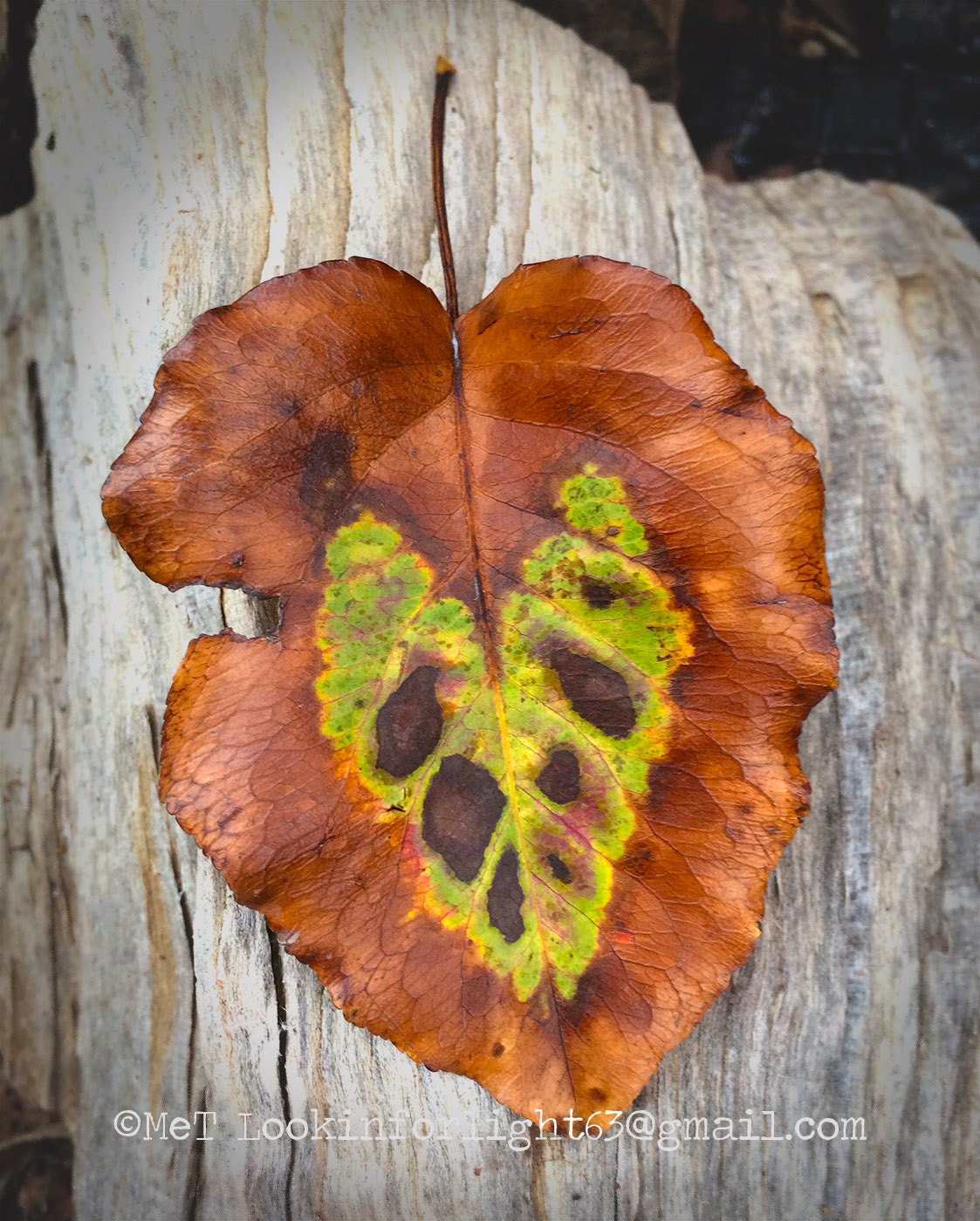 Fall Leaf Photo | Heart Photo Art | Autumn Leaf Photo | Heart Leaf