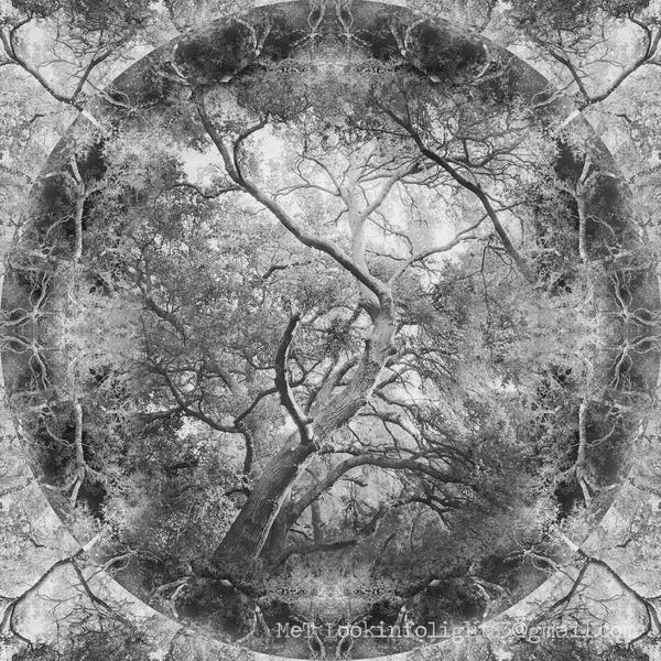 Mandala Tree Photo | Live Oak Tree Art | Surreal Tree | Photo Montage | Black & White Tree Photo | Tree Mandala Art | Abstract Woodland Art