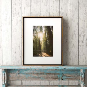 Redwood Tree Photo / Redwood Forest Art / Tree Sunshine Print / California Redwood Tree / Nature Large Wall Decor / Avenue of the Giants image 7