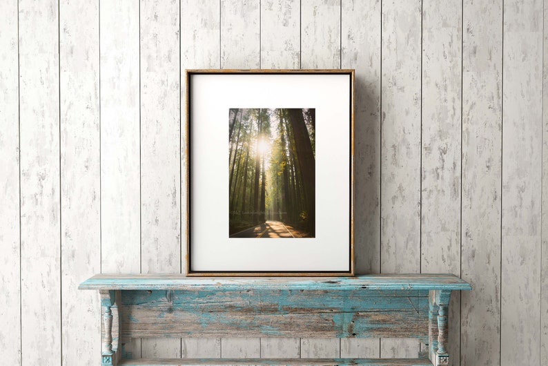 Redwood Tree Photo / Redwood Forest Art / Tree Sunshine Print / California Redwood Tree / Nature Large Wall Decor / Avenue of the Giants image 7