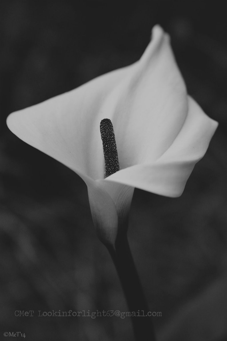 Calla Lily Photo Flower Photography Black & White Floral - Etsy