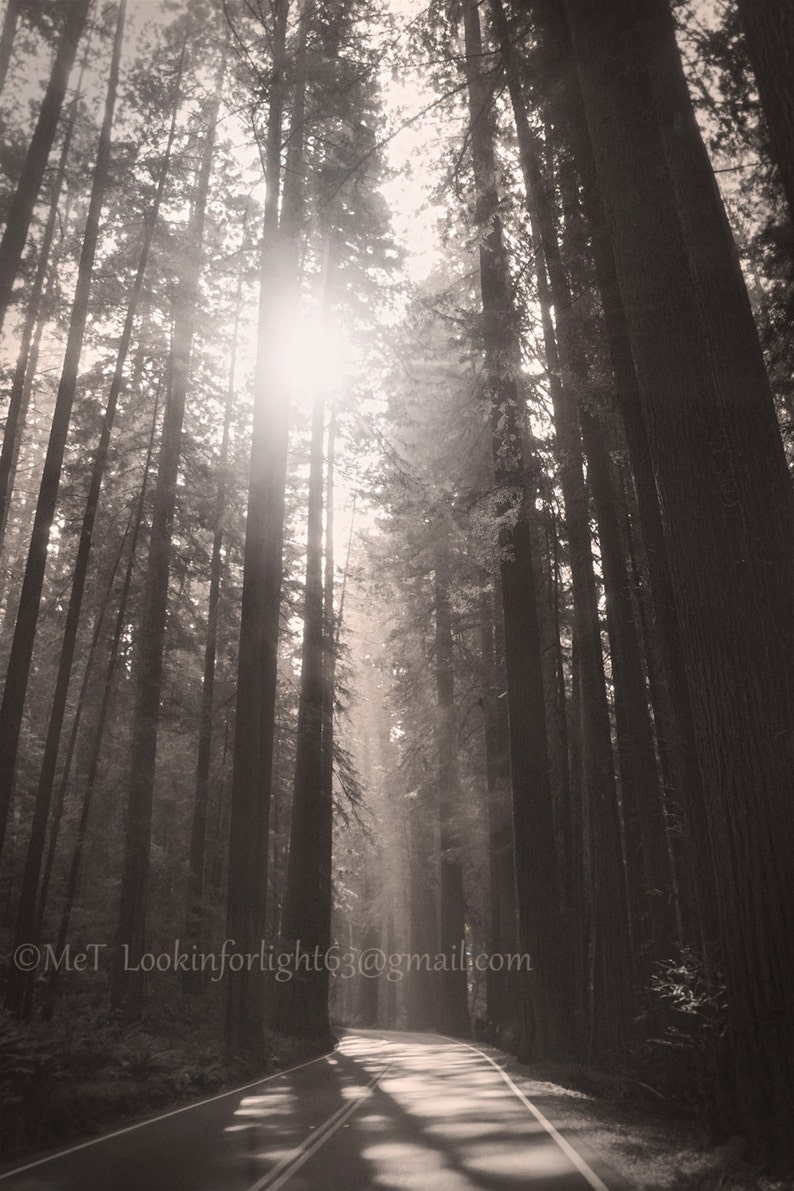 Redwood Tree Photo / Redwood Forest Art / Tree Sunshine Print / California Redwood Tree / Nature Large Wall Decor / Avenue of the Giants image 3