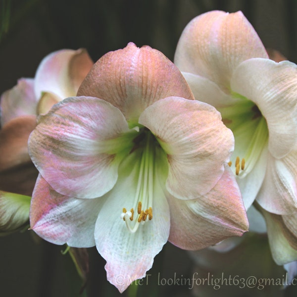 Pink Easter Lily Photo | Flower Print | Floral Art | Pink Pastel floral | Longiflorum Oriental | hybrid lily 'Triumphator' | Nature Photo