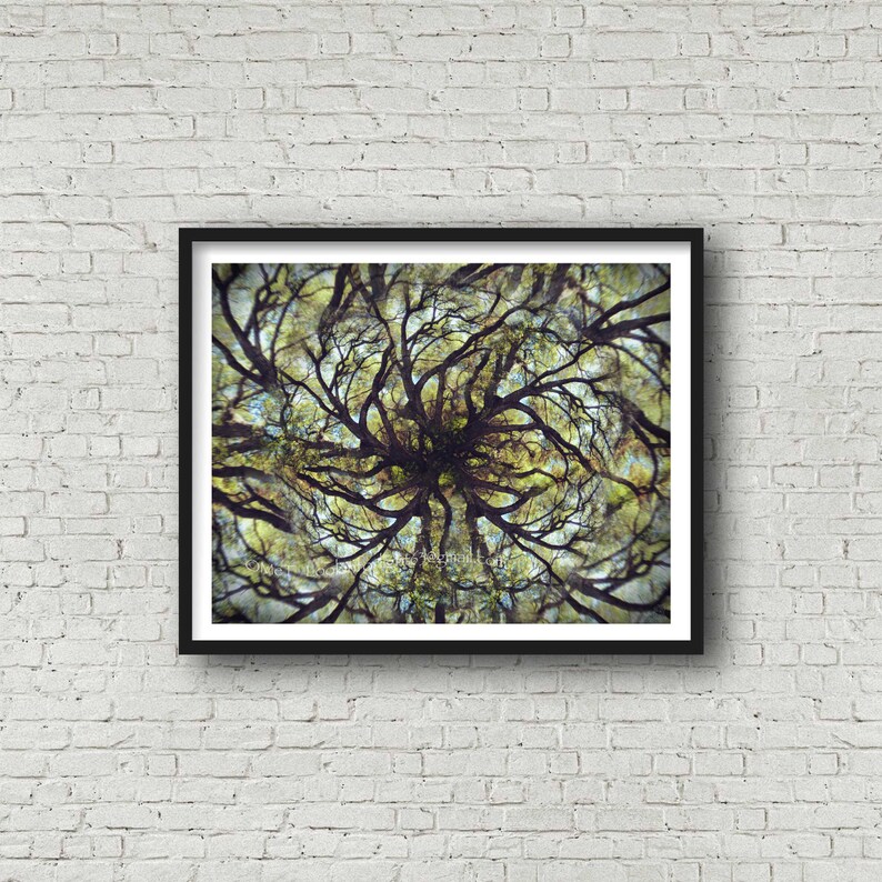 Mandala Tree Photo Live Oak Tree Art Surreal Tree Photo Montage Limited Edition Art Live Oak Tree Mandala Abstract Forest Print image 6