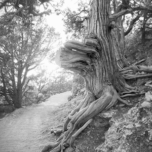 Sunshine & Tree Photo Grand Canyon Tree North Rim Grand Canyon Arizona Nature Photo Old Tree Photo Sunlit Path Photo Trail Photo image 4