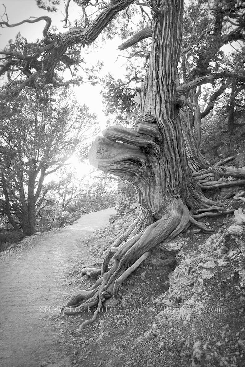 Sunshine & Tree Photo Grand Canyon Tree North Rim Grand Canyon Arizona Nature Photo Old Tree Photo Sunlit Path Photo Trail Photo image 4