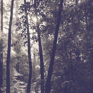 Morning Light Photo Woodland Photo Art Redwood Forest Photo Sunlight through Trees Big Basin Redwood Trees California State Park image 2