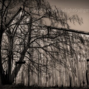 Indiana Barn and Tree Photo, Sublime Tree, Shadow Art, Old Barn Tree, Rustic Vintage Photo, Midwestern Spooky Tree, Surreal Barn Tree Photo