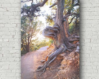 Sunshine & Tree Photo | Grand Canyon Tree | North Rim Grand Canyon | Arizona Nature Photo | Old Tree Photo | Sunlit Path Photo | Trail Photo