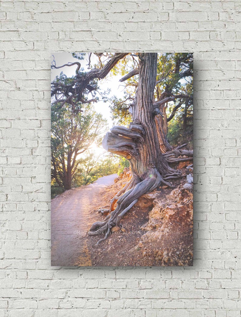 Sunshine & Tree Photo Grand Canyon Tree North Rim Grand Canyon Arizona Nature Photo Old Tree Photo Sunlit Path Photo Trail Photo image 1