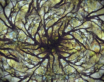 Mandala Tree Photo | Live Oak Tree Art | Surreal Tree | Photo Montage | Limited Edition Live Oak | Tree Mandala Art | Abstract Forest Print