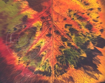 Abstract Autumn Leaf | Fall Colors | Modern Macro Nature | Wall Decor | Forest Leaf Detail | Fall Forest | Rustic Photo Art | Digital File