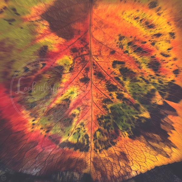 Abstract Autumn Leaf | Fall Colors | Modern Macro Nature | Wall Decor | Forest Leaf Detail | Fall Forest | Rustic Photo Art | Digital File