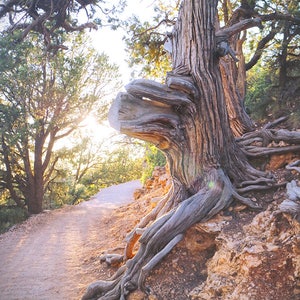 Sunshine & Tree Photo Grand Canyon Tree North Rim Grand Canyon Arizona Nature Photo Old Tree Photo Sunlit Path Photo Trail Photo image 2