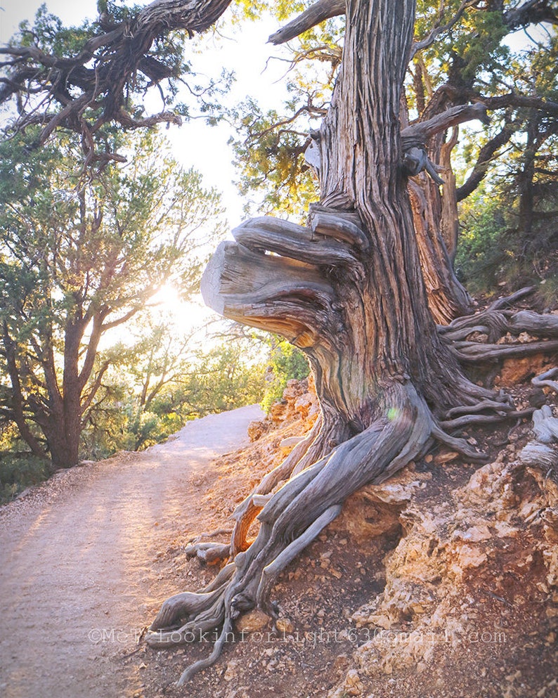 Sunshine & Tree Photo Grand Canyon Tree North Rim Grand Canyon Arizona Nature Photo Old Tree Photo Sunlit Path Photo Trail Photo image 2