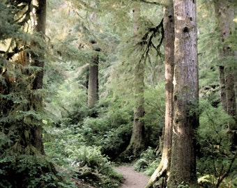 Forest Photo, Oregon woodlands, Oregon Nature Art, Tree Print, Impressionist photo, Serene Art, Path into the Forest Photo, Cape Perpetua