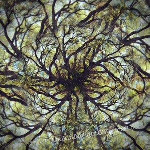 Mandala Baum Foto Live Oak Tree Art Surrealer Baum Fotomontage Kunst in limitierter Auflage Live Oak Tree Mandala Abstrakter Wald Druck Bild 1