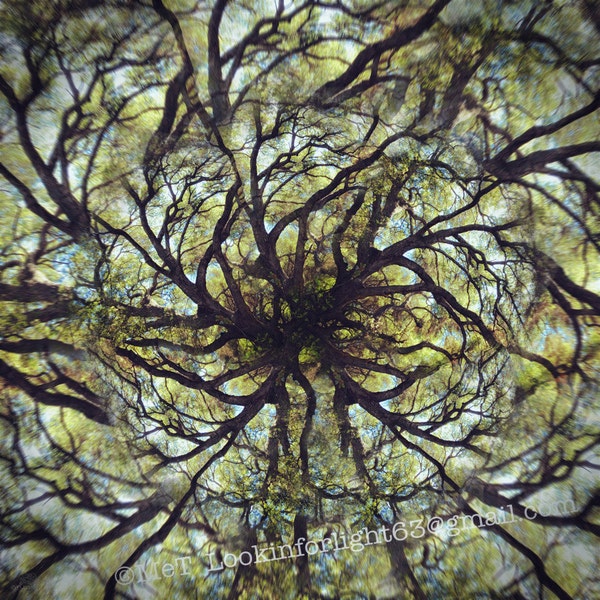 Mandala Tree Photo | Live Oak Tree Art | Surreal Tree | Photo Montage | Limited Edition Art | Live Oak Tree Mandala | Abstract Forest Print