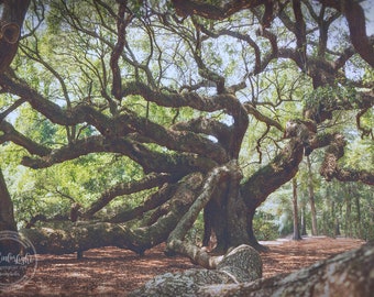 Tree Photography | Angel Oak Tree | Ancient Oak Forest Photo | Charleston Tree | South Carolina Nature | Tree Wall Decor | Oak Tree Picture