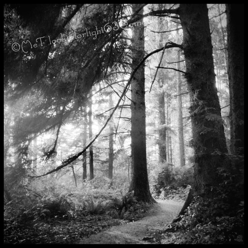 May include: A black and white photograph of a forest path with tall trees and sunlight filtering through the leaves.