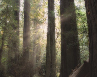 Tree Photo | Redwoods Art | Redwood Forest Photo | Woodland Tree Print | California Redwood | Sunlight through Trees | California Nature Art