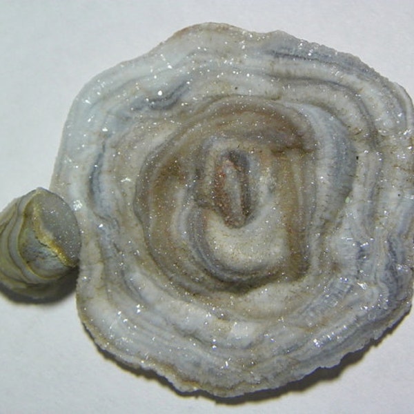 Selten alle natürlichen CRYSTAL CONCHO solide Drusen Rosette / Desert Rose