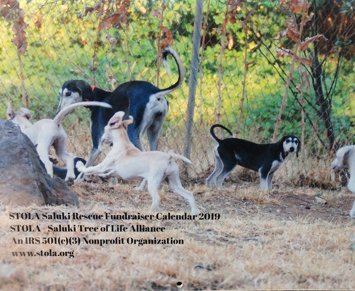 Saluki Hound Calendar 2019 Custom Made Rescue Fundraiser | Etsy