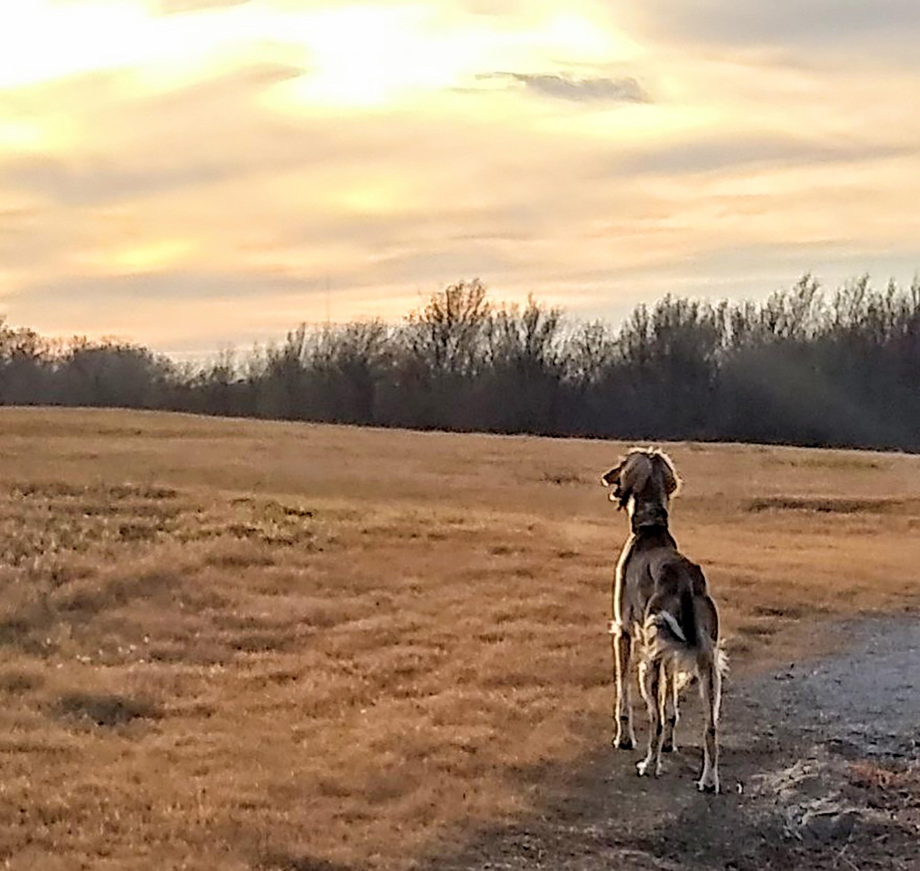 Saluki Hound Calendar 2021 Custom Made Rescue Fundraiser | Etsy