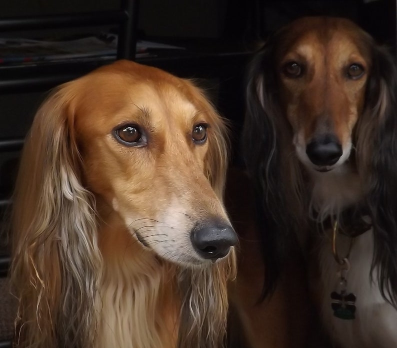 Saluki Hound Calendar 2020 Custom Made Rescue Fundraiser Etsy
