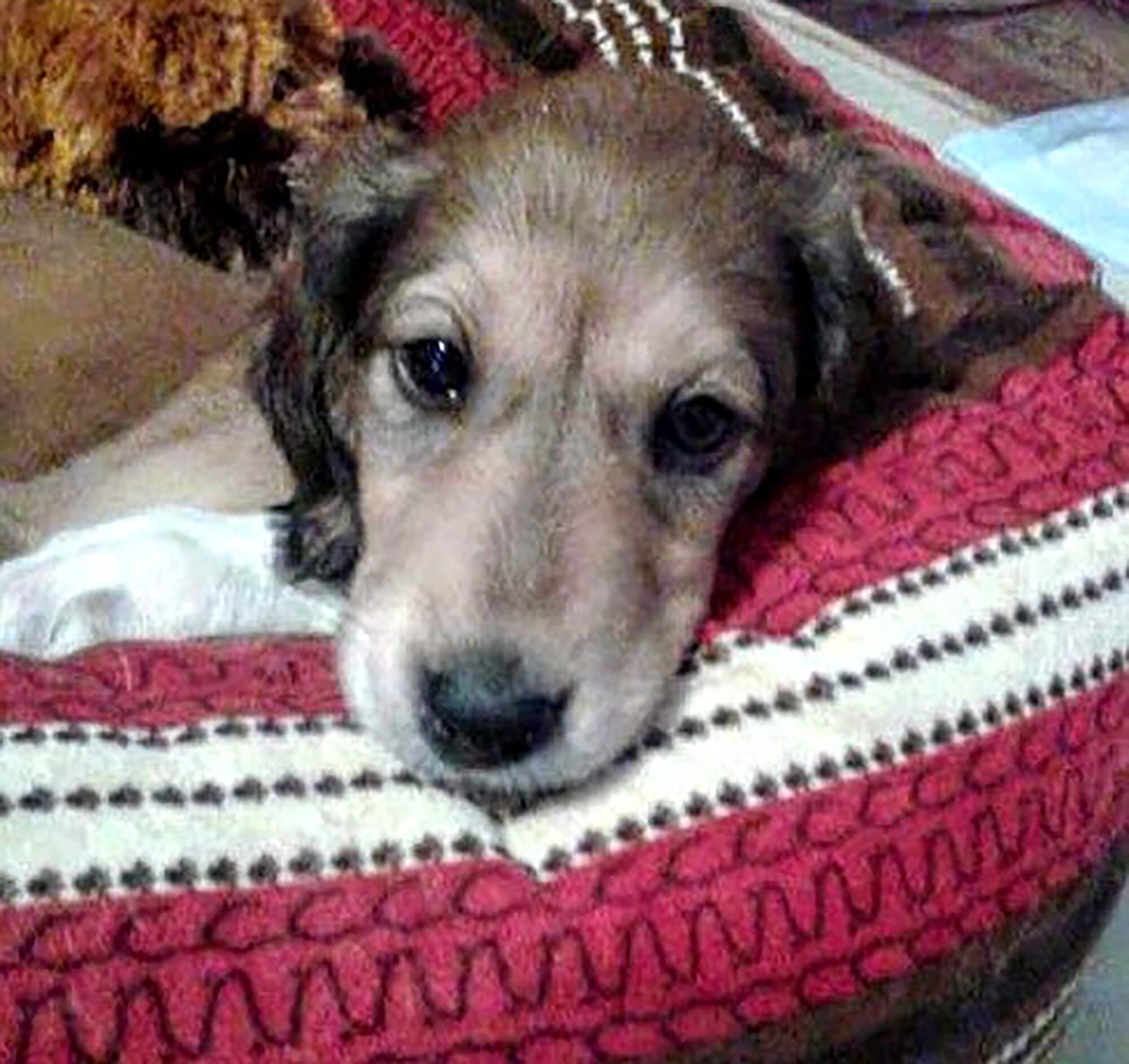 Saluki Hound Calendar 2021 Custom Made Rescue Fundraiser | Etsy
